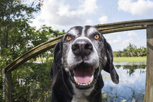 Care Free Canine