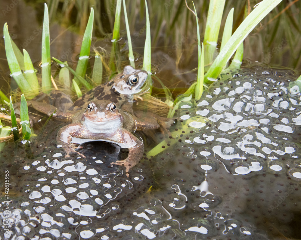 Obraz premium Two pairs of frogs laying Frogspawn.