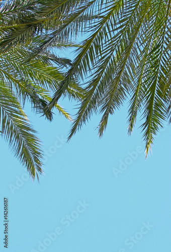 Palm tree background © artesiawells
