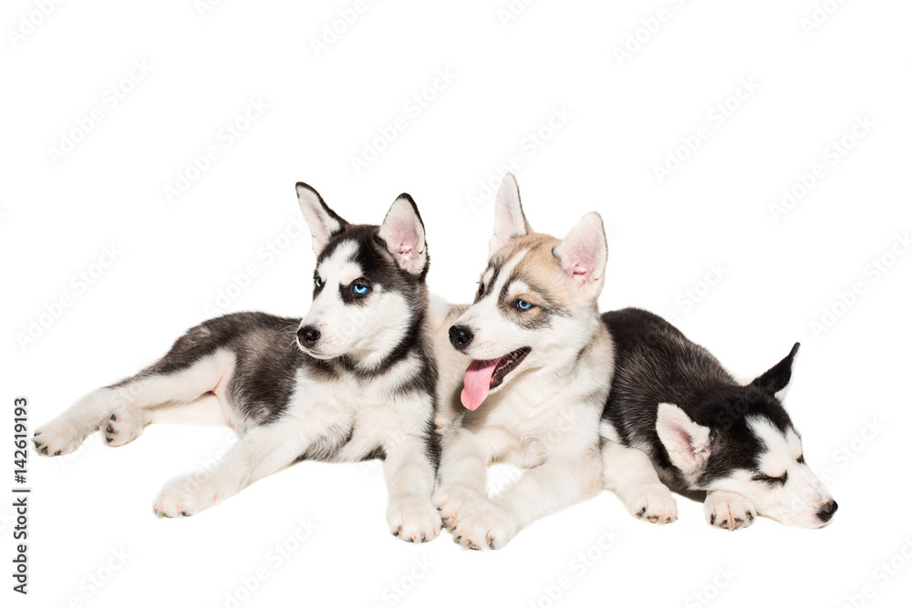 Group of puppies breed the Huskies isolated on white background Group of puppies breed the Huskies isolated on white background
