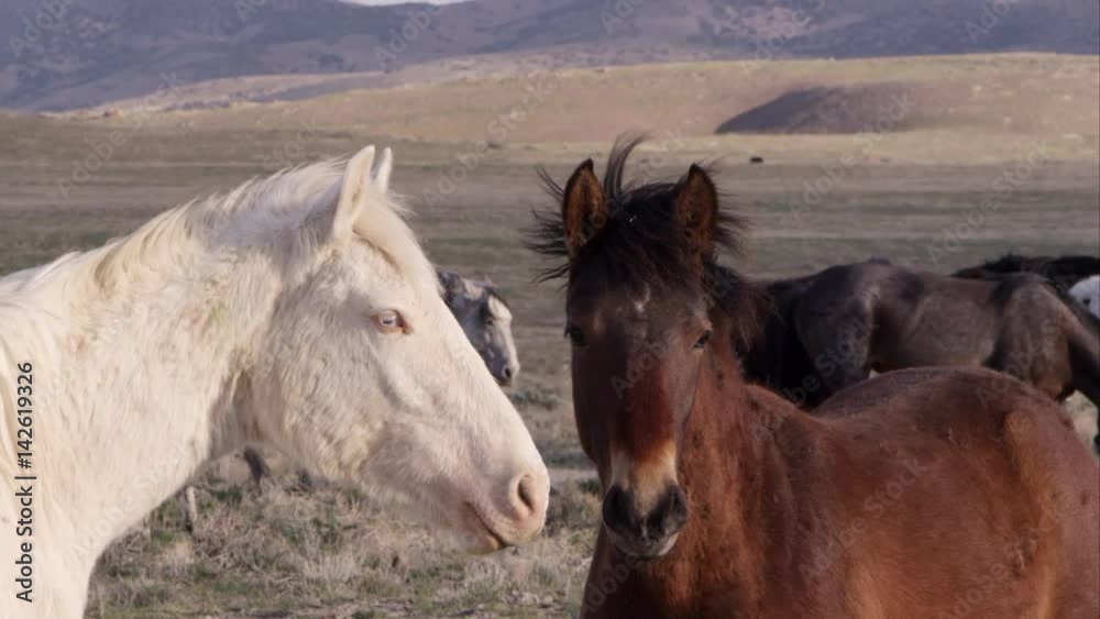 Up close view of two wild horses standing nose to nose. Up close view of two wild horses standing nose to nose.