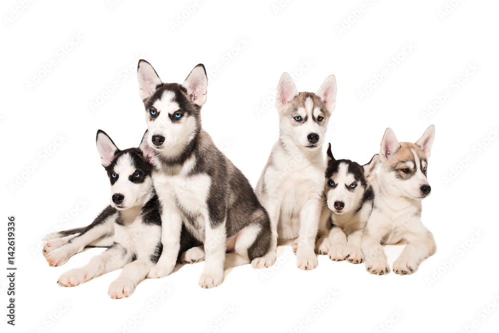 Group of puppies breed the Huskies isolated on white background Group of puppies breed the Huskies isolated on white background