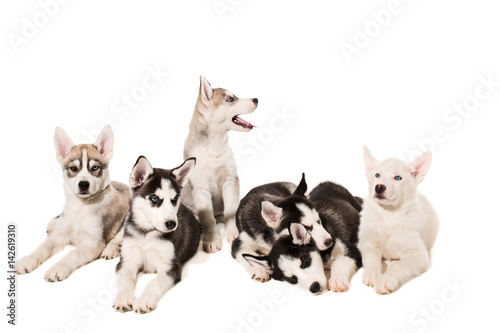 Group of puppies breed the Huskies isolated on white background © nazarovsergey