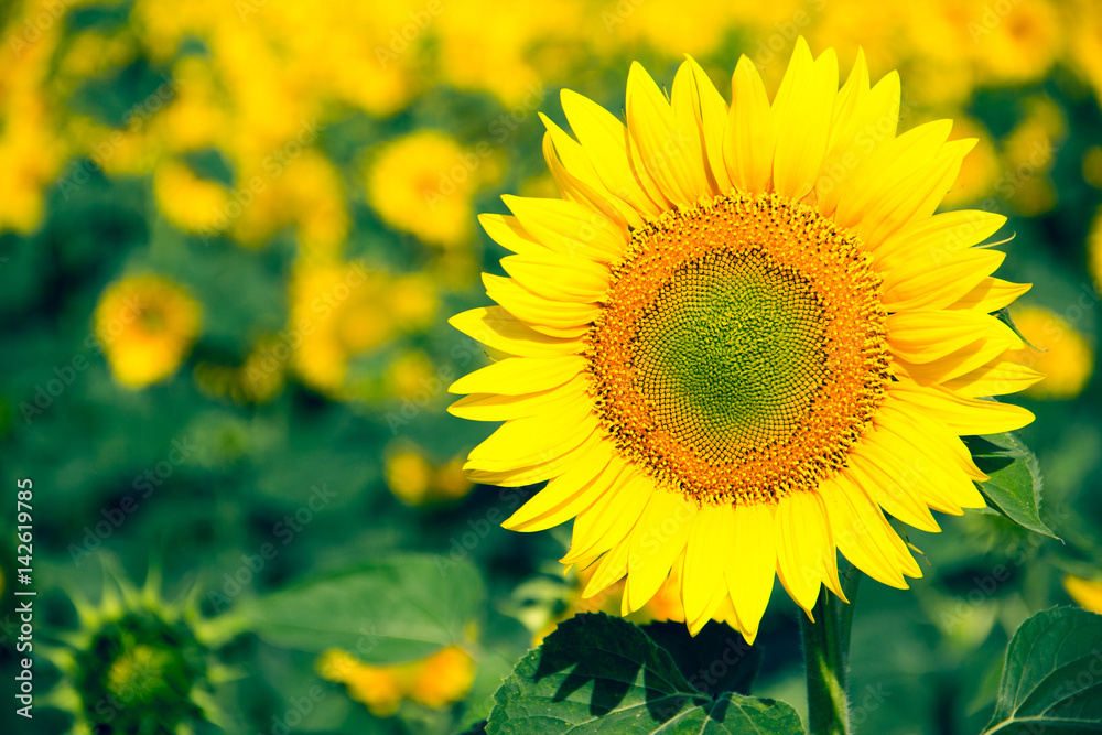 Close up of sunflower against a field Close up of sunflower against a field