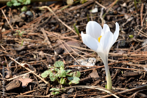 White Crocus - Crocus ancyrensis.
 photo