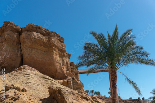 Palm tree and the great Sandy mountain in clear weather