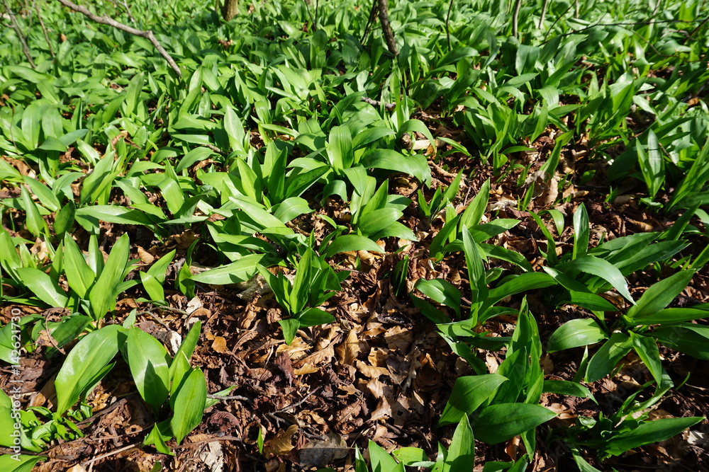 Obraz premium Bärlauch im Frühling