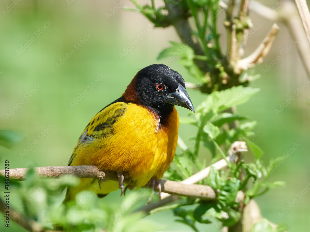 Fototapeta premium Village weaver (Ploceus cucullatus)