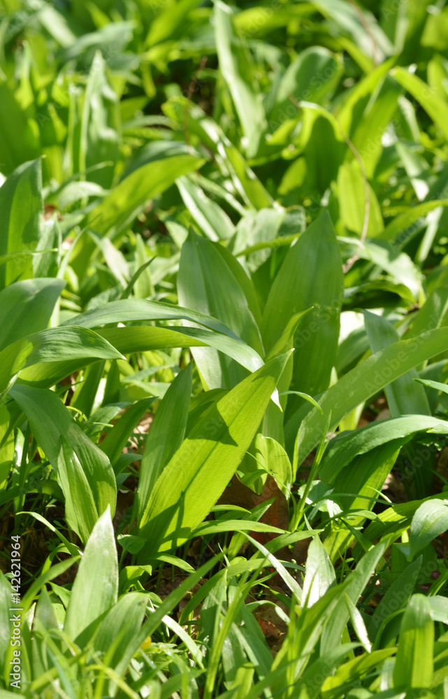 fresh wild garlic - Bärlauch fresh wild garlic - Bärlauch