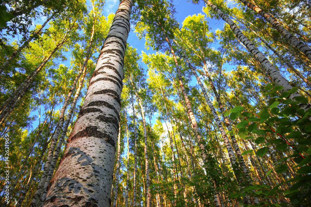 Fototapeta premium summer in sunny birch forest