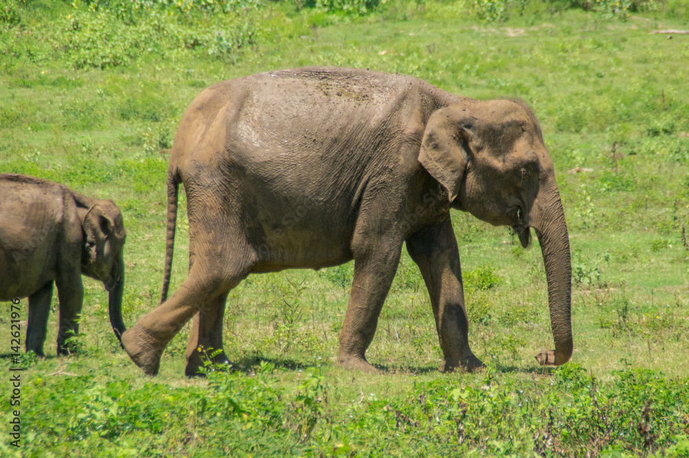 elephant Sri Lanka Udawalawe