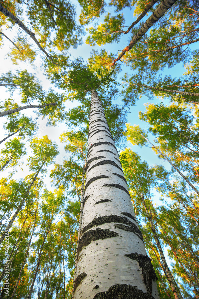 Fototapeta premium summer in sunny birch forest