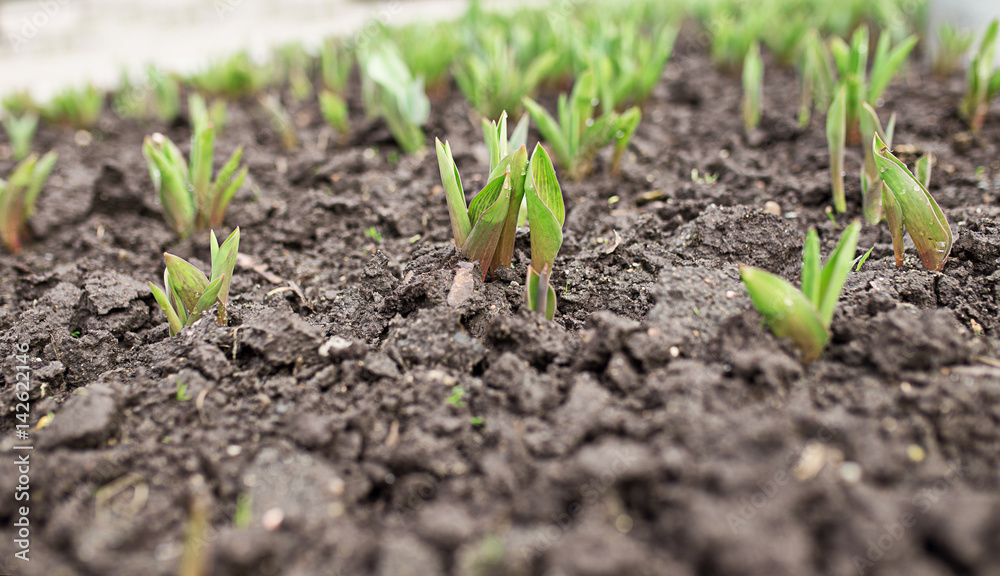 Green sprouts of tulip flowers outdoors. Green sprouts of tulip flowers outdoors.