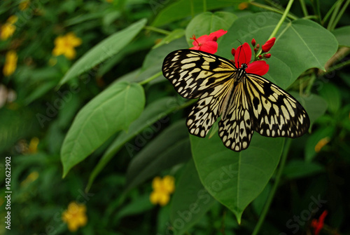 Mariposa posada en una flor, insecto, planta,  © Maika