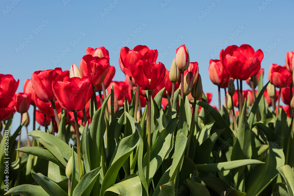 Fototapeta premium Dutch red tulips