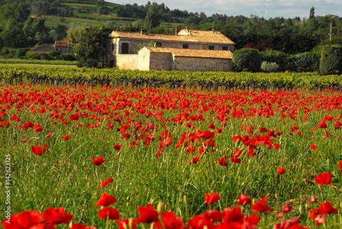 Poppie Field in Provence