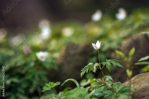 Anemone nemorosa or wood anemone, the first spring flower in the park. Poland.