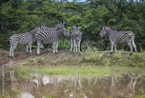 Fototapeta Naklejka Na Ścianę i Meble -  group of zebras in south africa in the wild nature