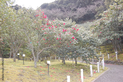 椿