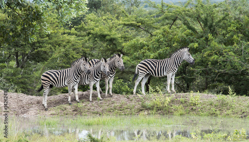 group of zebras in south africa in the wild nature