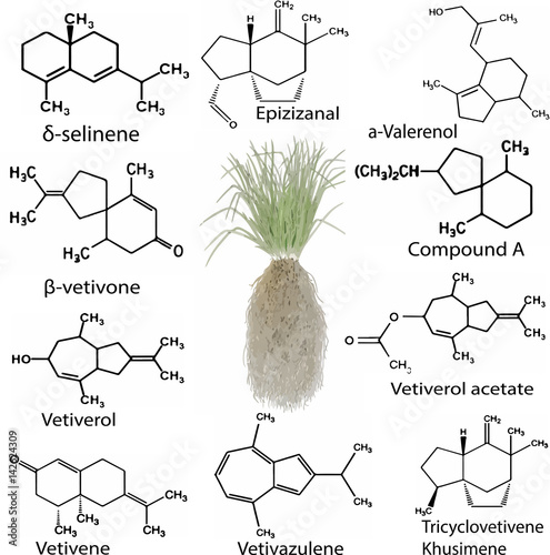Chemicals from vetiver oil, Vetiveria zizanioides. Aromatic substances, chemical formula of vetiver. photo