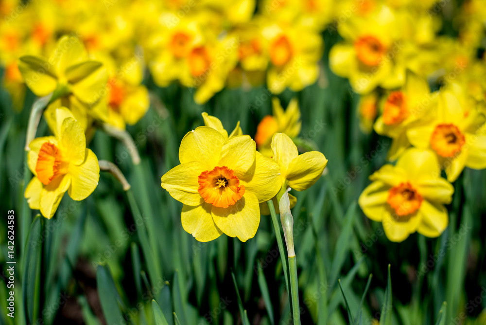 Outdoor shot of yellow daffodils in a nicely full flowerbed Outdoor shot of yellow daffodils in a nicely full flowerbed