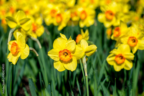 Outdoor shot of yellow daffodils in a nicely full flowerbed © sushytska