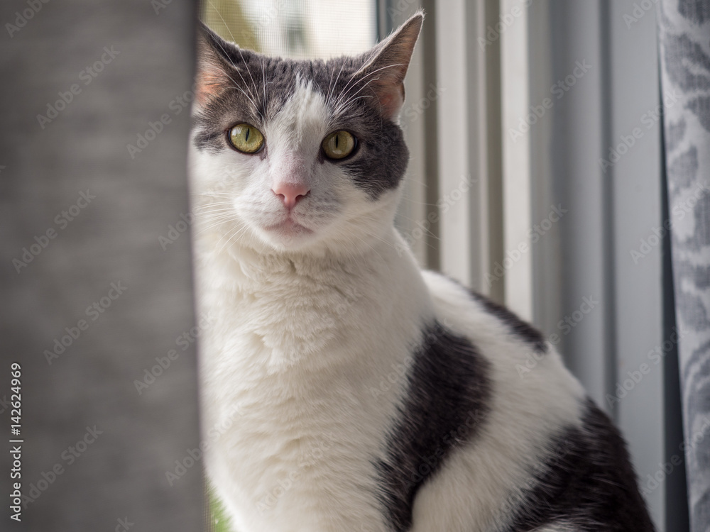 Gray and white cat looking at the camera Gray and white cat looking at the camera