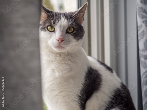 Gray and white cat looking at the camera
