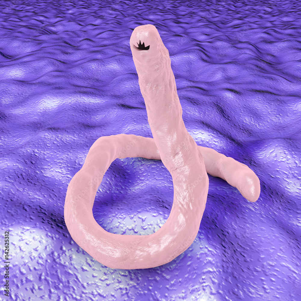 Parasitic hookworm Ancylosoma, 3D illustration. Ancylostoma duodenale