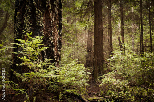 Lowland Winter Forest No. 7, Tacoma, Washington, 2015 © SGBphoto