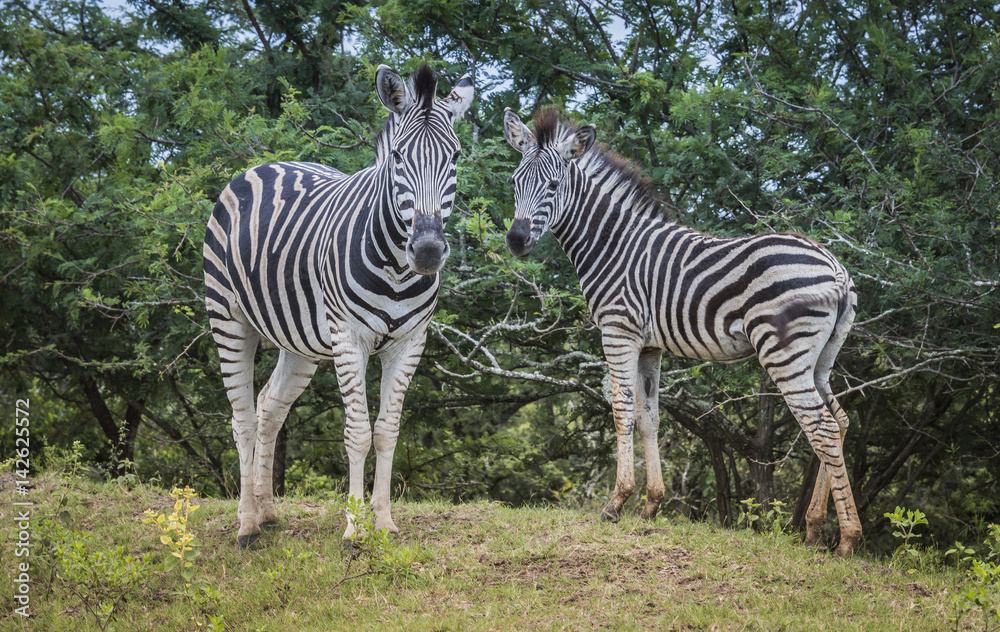 mother and young zebras in south africa in the wild nature mother and young zebras in south africa in the wild nature