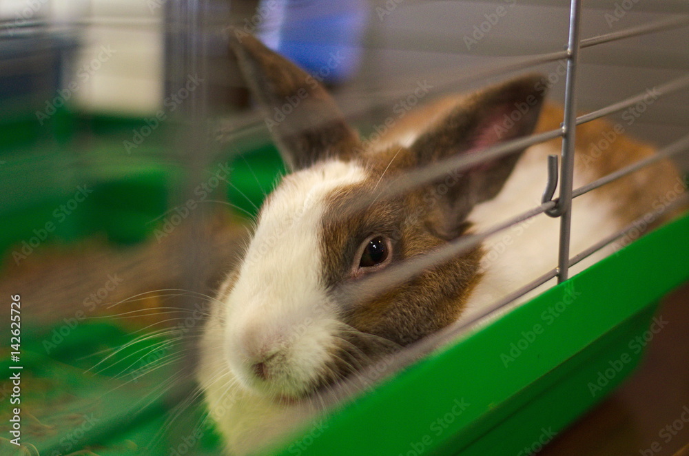Obraz premium Rabbit sitting in a cage