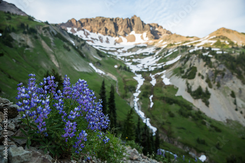 Purple Lupine in high mountain cirque at sunset