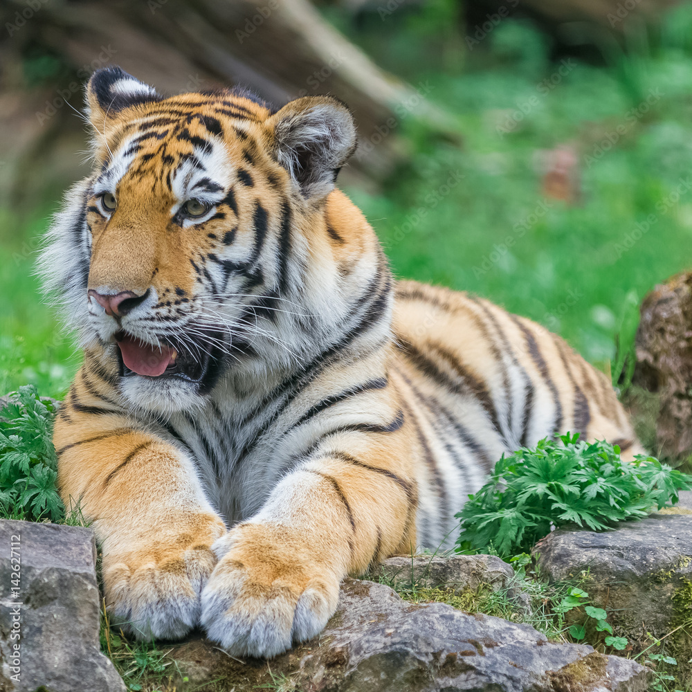 Young bengal tiger lying on the grass and shows his paws