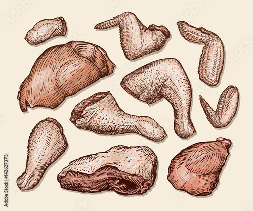 Chopped pieces of chicken. Butcher shop, fresh meat vector illustration
