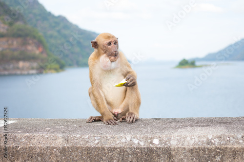 hungry long tail monkey find banana for feeding