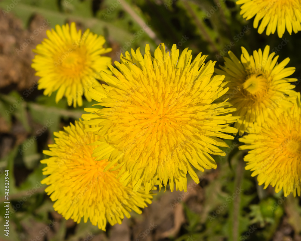 Yellow flowers Common dandelion Taraxacum officinale close-up, soft edges, selective focus, shallow DOF Yellow flowers Common dandelion Taraxacum officinale close-up, soft edges, selective focus, shallow DOF