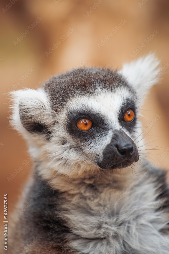 lemur.