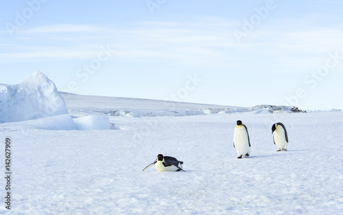 Three Emperor Penguins on the snow