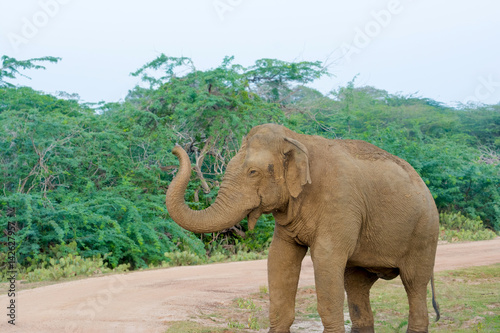 Wild Elephant In Yala National Park, Yala Is The Most Visited And Second Largest National Park In Sri Lanka photo