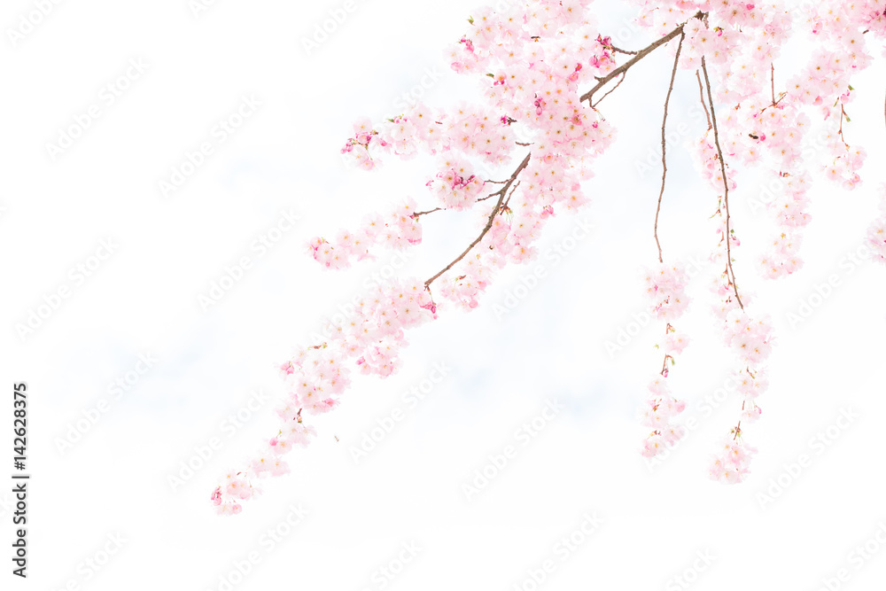 Fototapeta premium Sakura Background