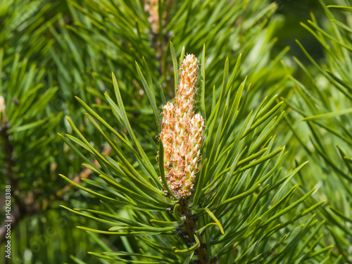 Young pine pinus shoots macro  selective focus  shallow DOF