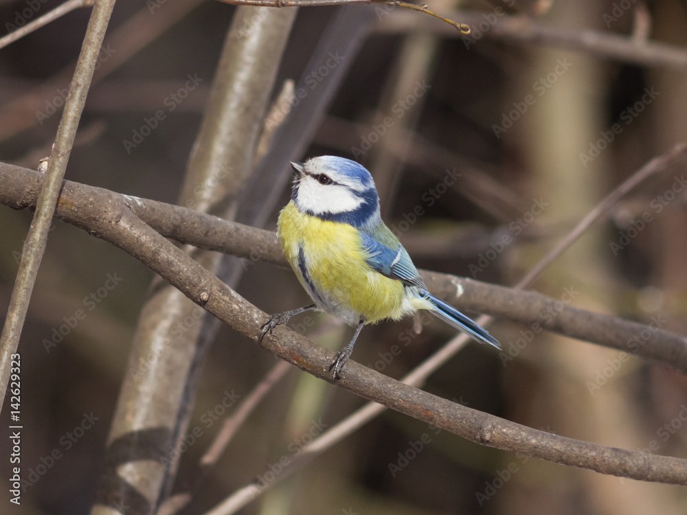 Obraz premium Eurasian blue tit Cyanistes caeruleus sitting in branches, closeup portrait, selective focus, shallow DOF