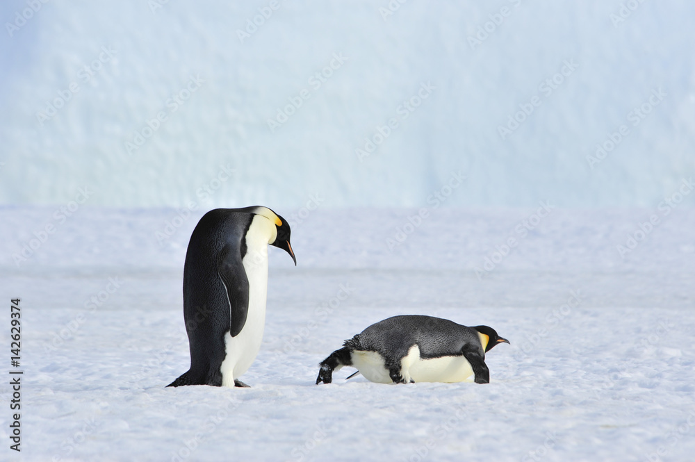Obraz premium Two Emperor Penguins on the snow