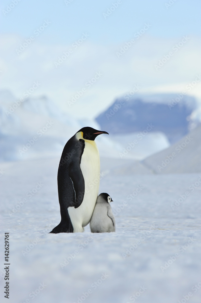 Obraz premium Emperor Penguins with chick