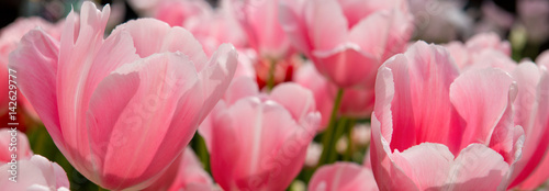 Pink tulips background.