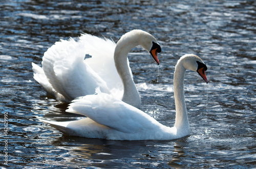 Love Birds Swans