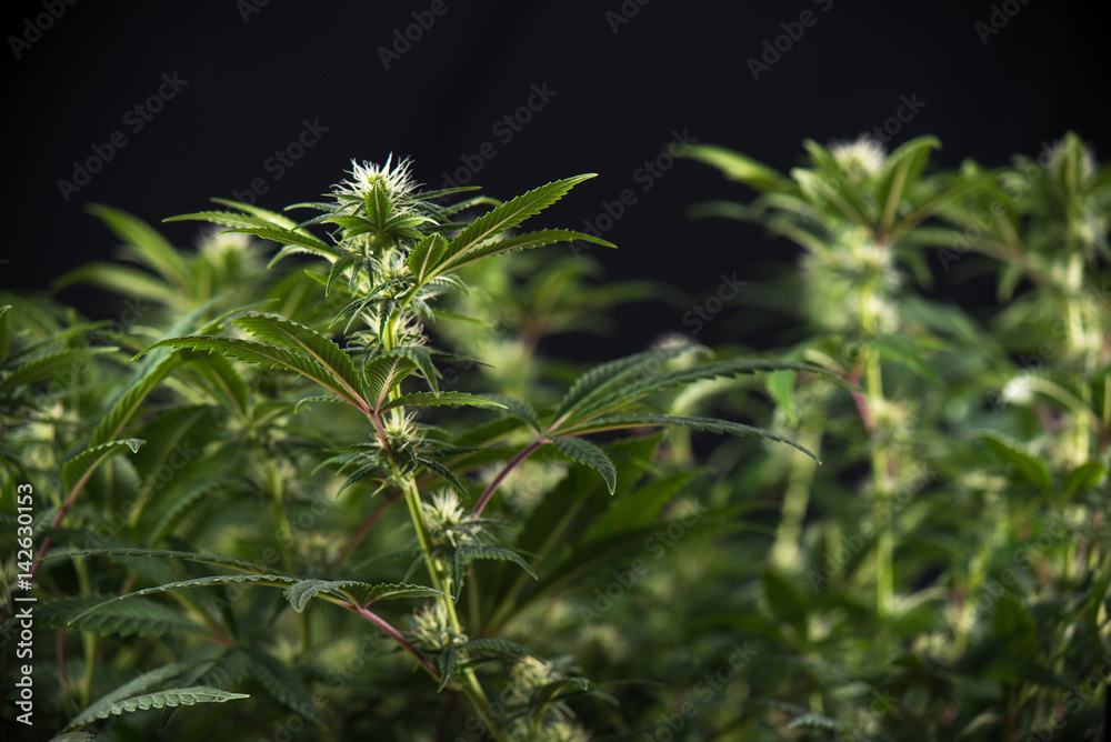 Cannabis cola (Thousand Oaks marijuana strain) with visible hairs and leaves on early flowering stage Cannabis cola (Thousand Oaks marijuana strain) with visible hairs and leaves on early flowering stage