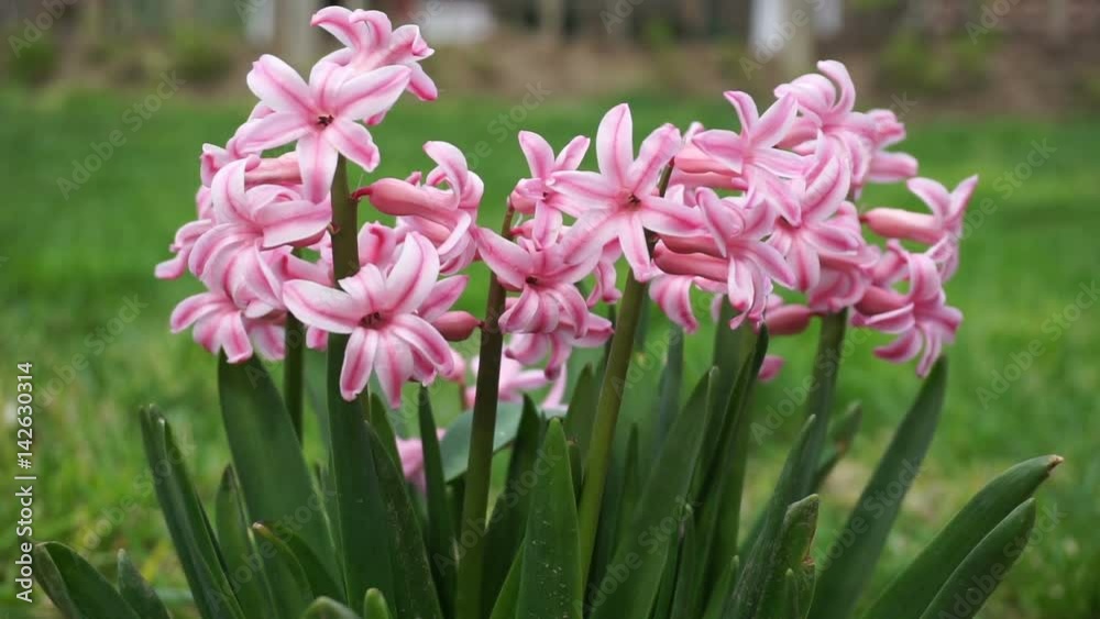 Hyacinth Spring flowers in windy springtime weather Hyacinth Spring flowers in windy springtime weather